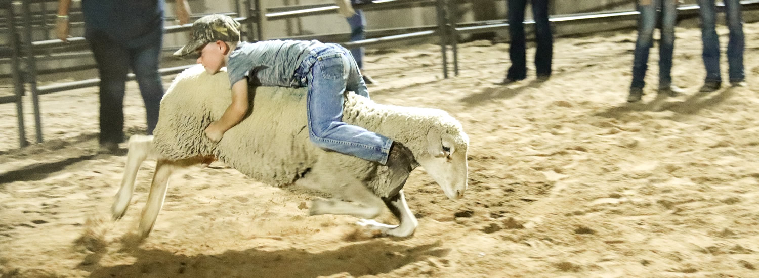 Mutton Busting