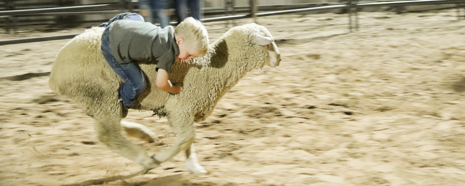 Mutton Busting